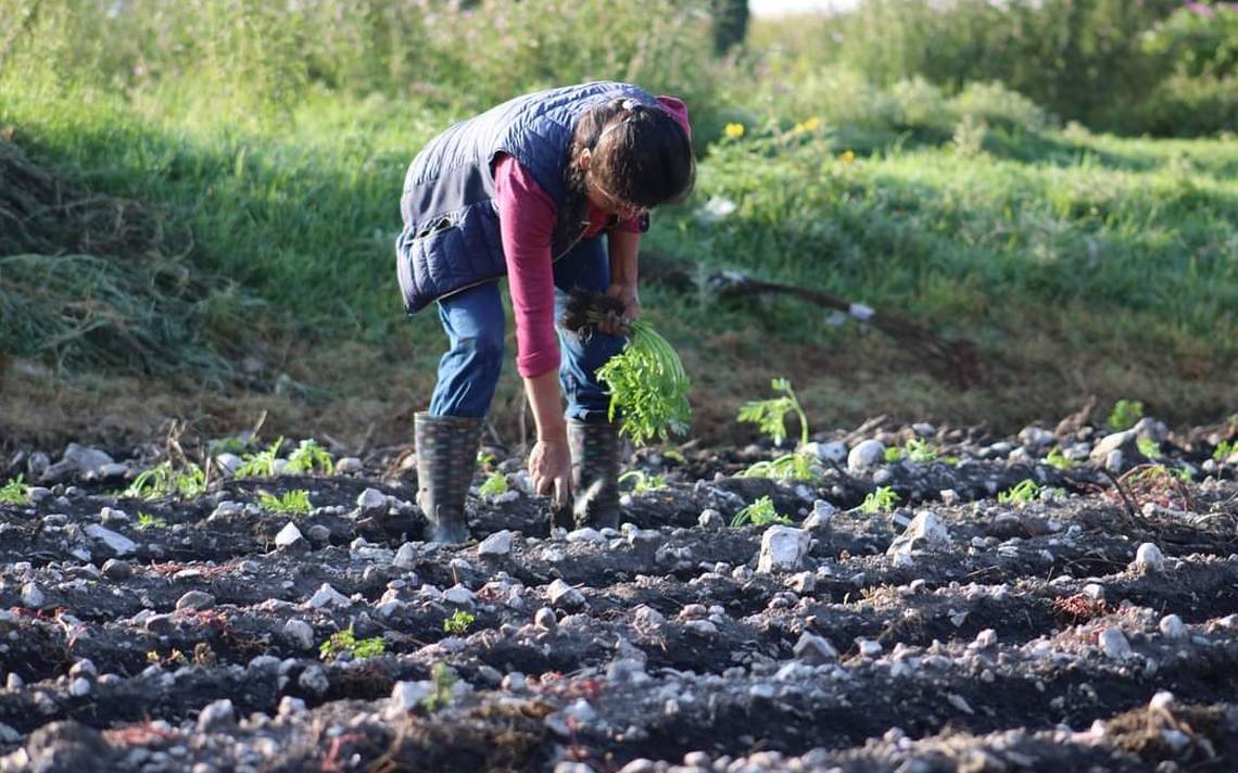 Inicia El Cultivo De La Flor De Cempasúchil El Sol De Hidalgo Noticias Locales Policiacas 6214